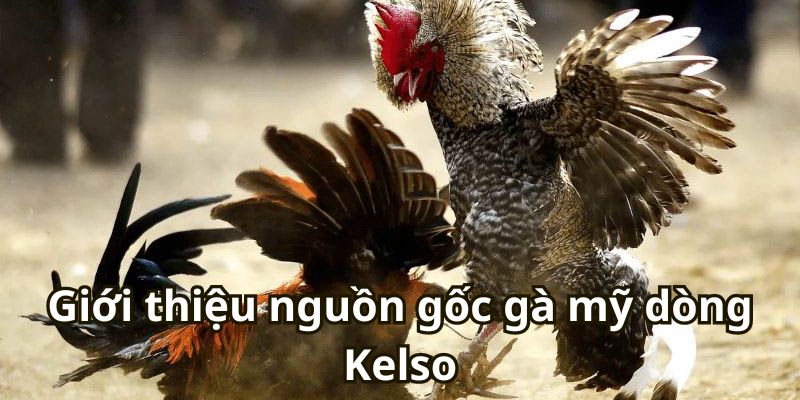 Giới thiệu nguồn gốc gà mỹ dòng Kelso