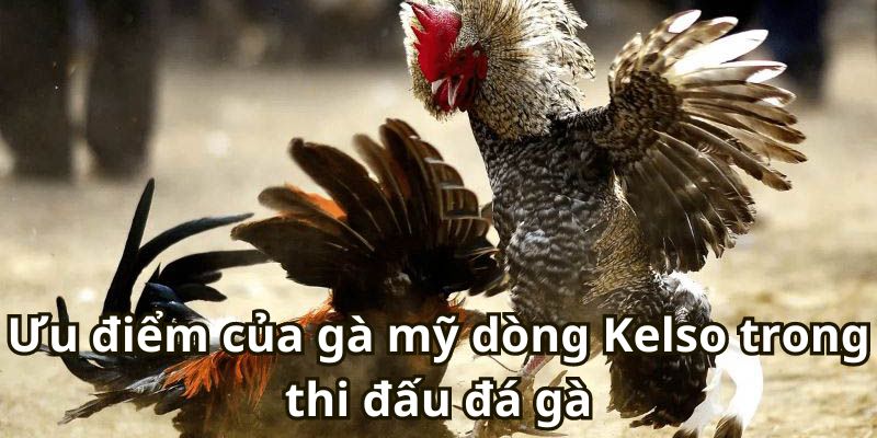 Ưu điểm của gà mỹ dòng Kelso trong thi đấu đá gà