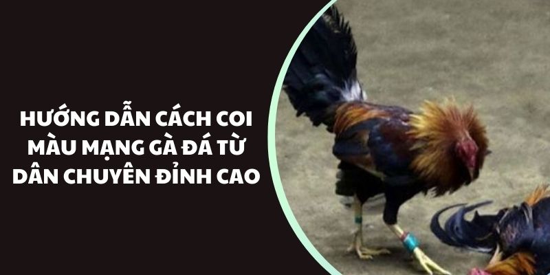 Hướng dẫn cách coi màu mạng gà đá từ dân chuyên đỉnh cao