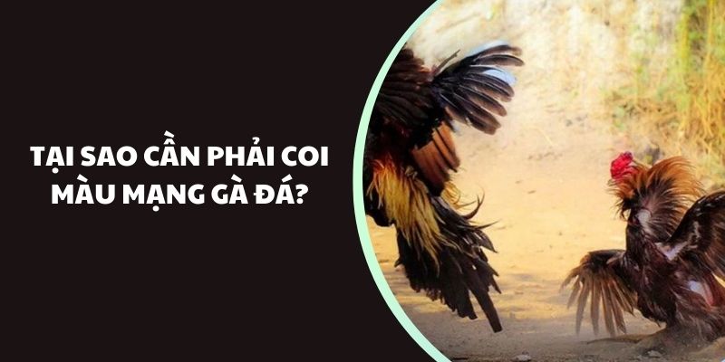 Tại sao cần phải coi màu mạng gà đá?