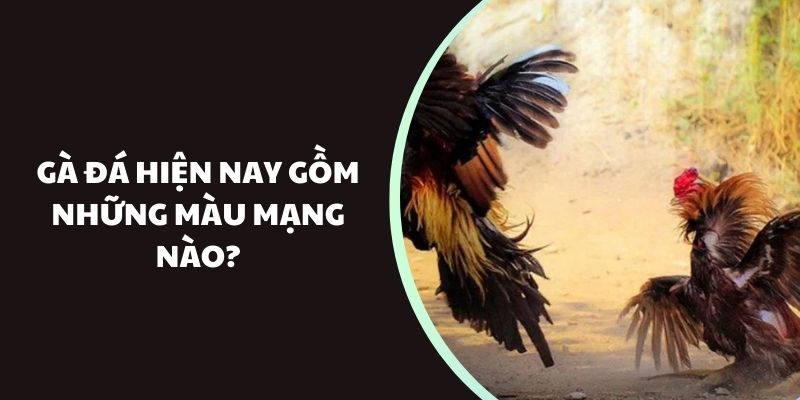 Gà đá hiện nay gồm những màu mạng nào?