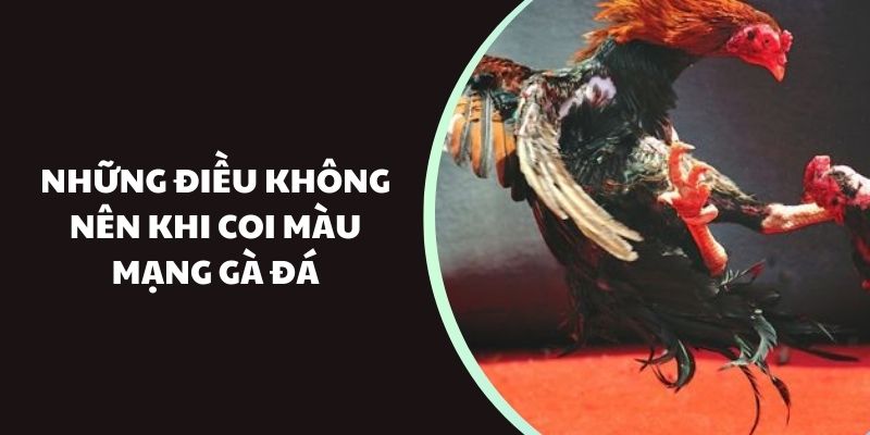 Những điều không nên khi coi màu mạng gà đá