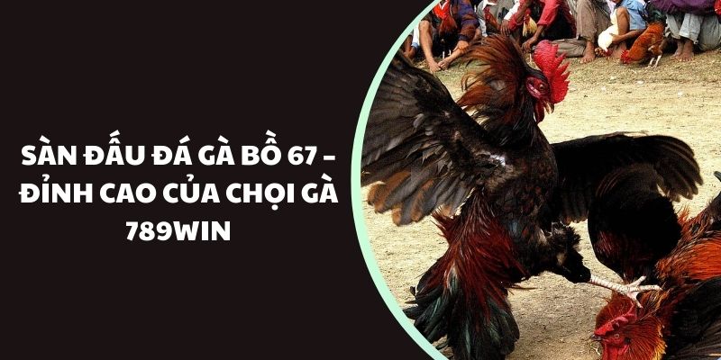 Định nghĩa trường đá gà bồ 67 là gì? 