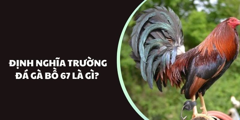 Đặc điểm nổi bật tạo nên sự khác biệt của đá gà bồ 67