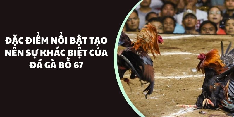 Hướng dẫn xem đá gà bồ tại nhà cái uy tín 789Win