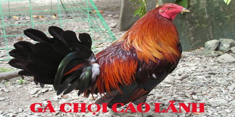 Kích thước và cân nặng