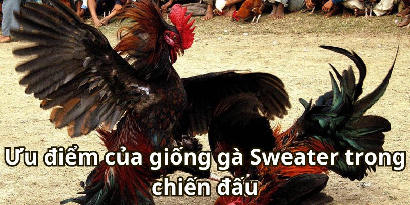 Ưu điểm của giống gà Sweater trong chiến đấu