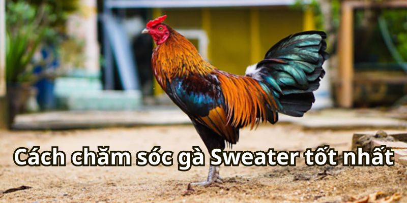 Cách chăm sóc gà Sweater tốt nhất