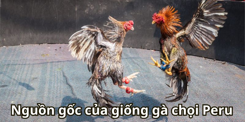 Nguồn gốc của giống gà chọi Peru