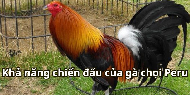 Khả năng chiến đấu của gà chọi Peru