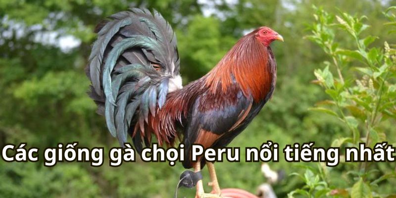 Các giống gà chọi Peru nổi tiếng nhất