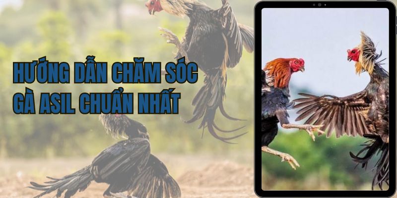 Hướng dẫn chăm sóc Gà Asil chuẩn nhất