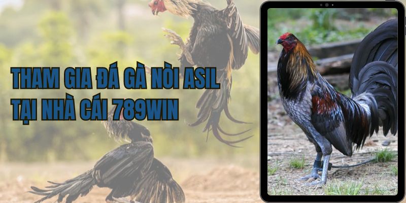 Tham gia đá Gà nòi Asil tại nhà cái 789Win