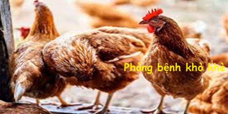 Cách phòng bệnh khò khè cho gà đá