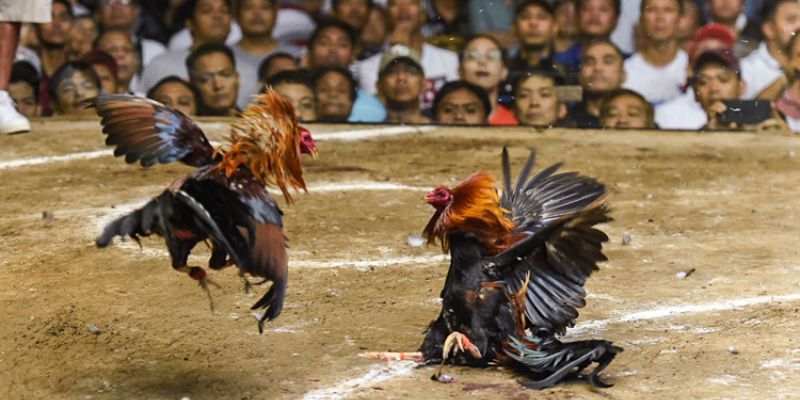 Các lý do đá gà Thomo thu hút người chơi